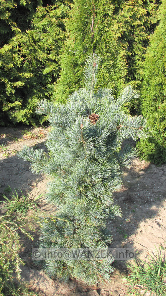 Pinus parviflora Negishii 01 -1m.JPG